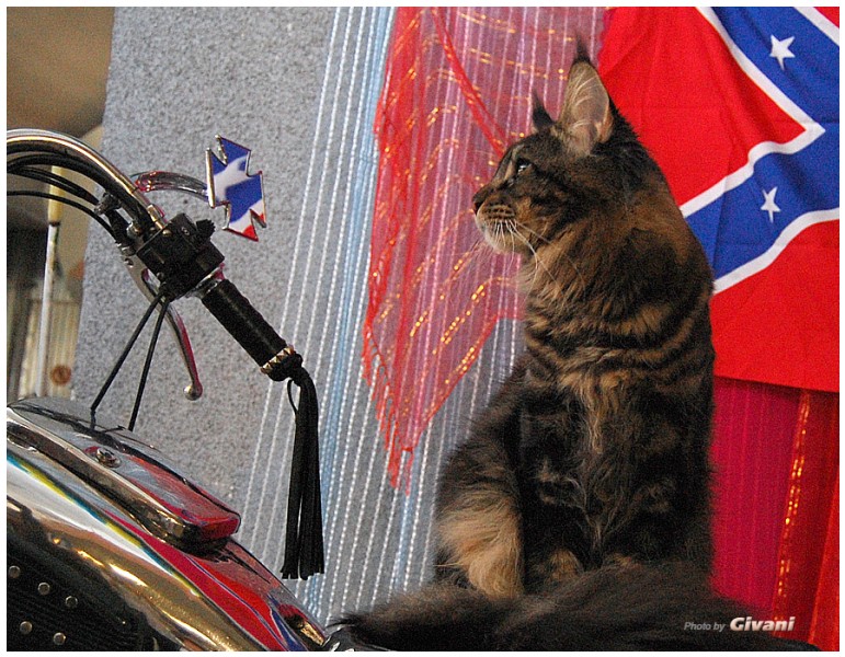Cats Shows Photo • Выставки кошек - May, 2012 • Ласковый зверь • Луганск - 33
