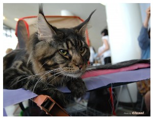 Cats Shows Photo • Выставки кошек - May, 2012 • Ласковый зверь • Луганск - 14