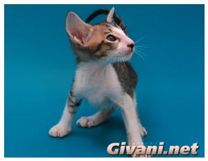Oriental Cats • Ориентальные кошки - Oriental Kittens • Ориентальные котята - Биколорный ориентальный котенок