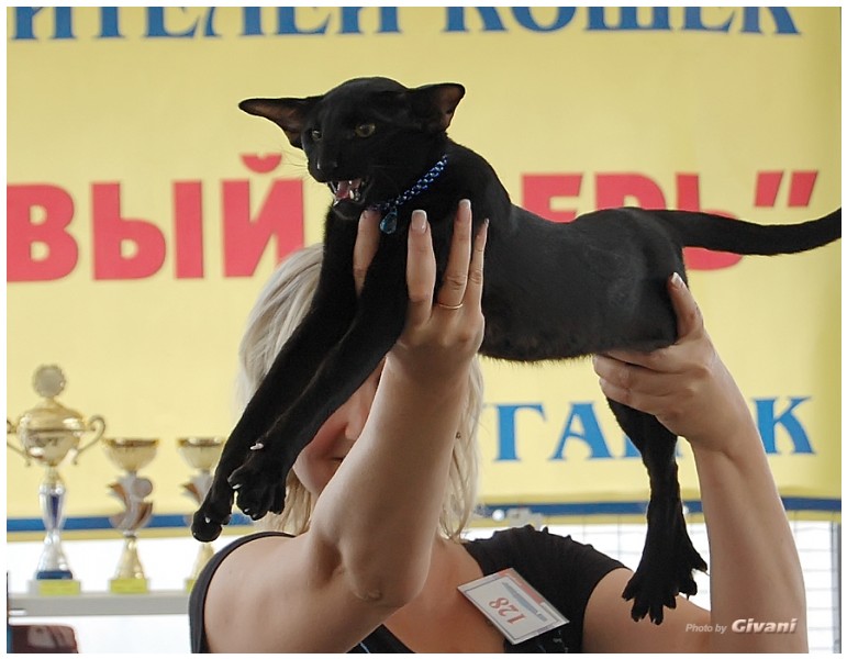 Cats Shows Photo • Выставки кошек - May, 2012 • Ласковый зверь • Луганск - 20