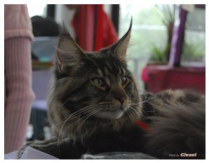 Cats Shows Photo • Выставки кошек - May, 2012 • Ласковый зверь • Луганск - 48