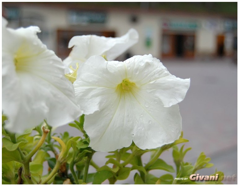 Givani.net - Flowers Photo • Цветы фото - Petunia • Петунии