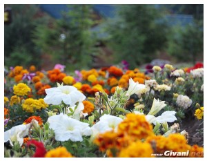 Givani.net - Flowers Photo • Цветы фото - Meadow • Лужайка