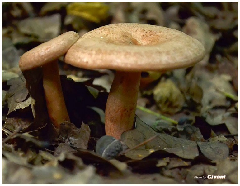 Givani.net - Mushrooms • Грибы - Mushroom-7
