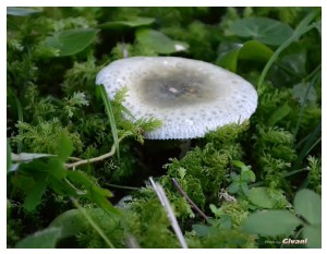 Givani.net - Mushrooms • Грибы - Mushroom-1