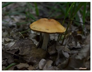 Givani.net - Mushrooms • Грибы - Mushroom-6
