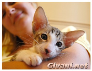 Oriental Cats • Ориентальные кошки - Oriental Kittens • Ориентальные котята - 101
