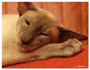 Siamese Cats • Сиамские кошки - Siamese Cats • Сиамские кошки - Koosje van Tutte