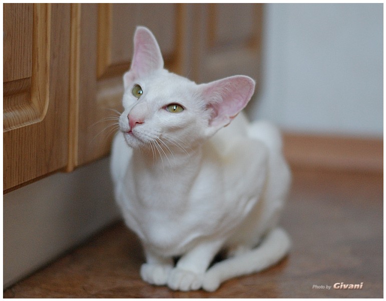 Oriental Cats • Ориентальные кошки - Oriental cats • Ориентальные кошки - Cilia