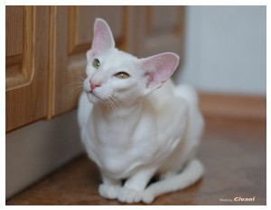 Oriental Cats • Ориентальные кошки - Oriental cats • Ориентальные кошки - Cilia
