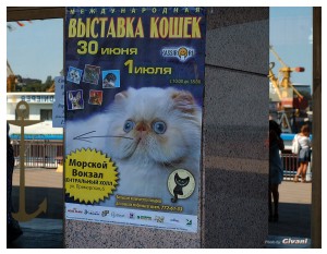 Cats Shows Photo • Выставки кошек - June, 2012 • Чеширский кот • Одесса - 001
