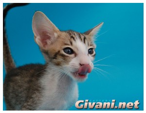 Oriental Cats • Ориентальные кошки - Oriental Kittens • Ориентальные котята - 051