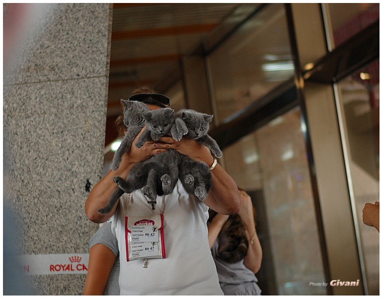 Cats Shows Photo • Выставки кошек - June, 2012 • Чеширский кот • Одесса - 020