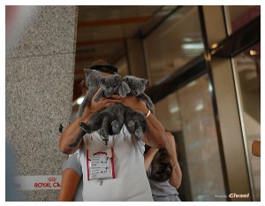 Cats Shows Photo • Выставки кошек - June, 2012 • Чеширский кот • Одесса - 020