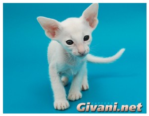 Oriental Cats • Ориентальные кошки - Oriental Kittens • Ориентальные котята - 053