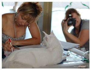 Cats Shows Photo • Выставки кошек - June, 2012 • Чеширский кот • Одесса - 036