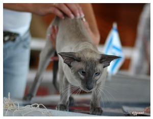 Cats Shows Photo • Выставки кошек - June, 2012 • Чеширский кот • Одесса - 031