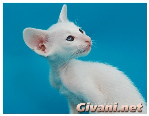 Oriental Cats • Ориентальные кошки - Oriental Kittens • Ориентальные котята - Белый ориентальный котенок