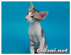 Oriental Cats • Ориентальные кошки - Oriental Kittens • Ориентальные котята - 052