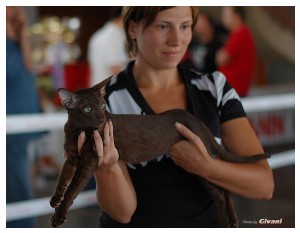 Cats Shows Photo • Выставки кошек - June, 2012 • Чеширский кот • Одесса - 062