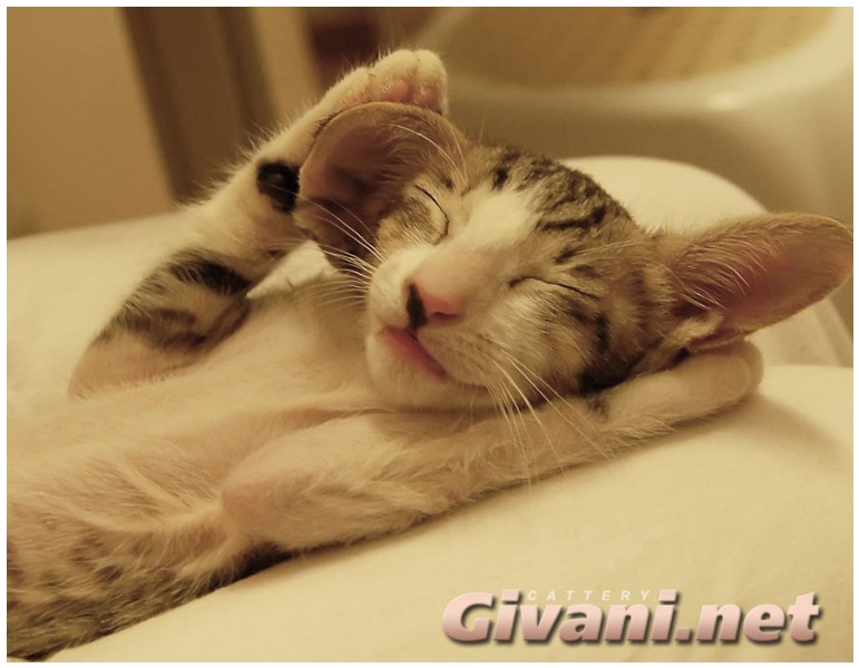 Oriental Cats • Ориентальные кошки - Oriental Kittens • Ориентальные котята - 070