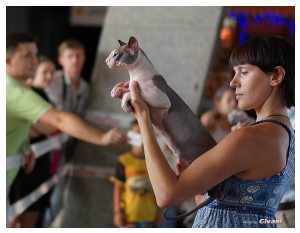Cats Shows Photo • Выставки кошек - June, 2012 • Чеширский кот • Одесса - 071