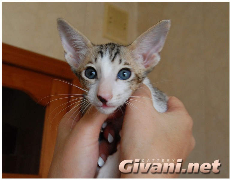 Oriental Cats • Ориентальные кошки - Oriental Kittens • Ориентальные котята - 094