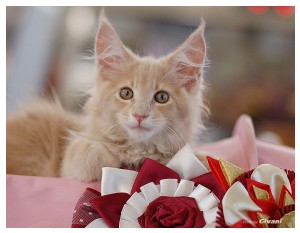 Cats Shows Photo • Выставки кошек - June, 2012 • Чеширский кот • Одесса - Чеширец :)