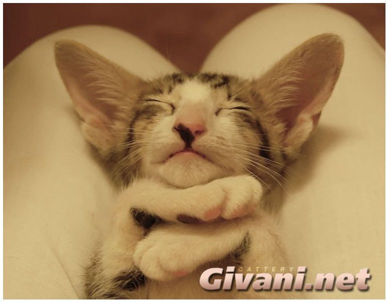 Oriental Cats • Ориентальные кошки - Oriental Kittens • Ориентальные котята - 071