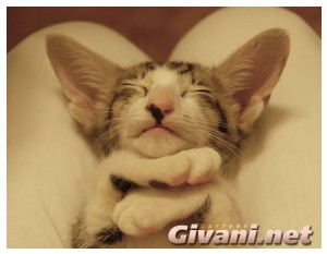 Oriental Cats • Ориентальные кошки - Oriental Kittens • Ориентальные котята - 071