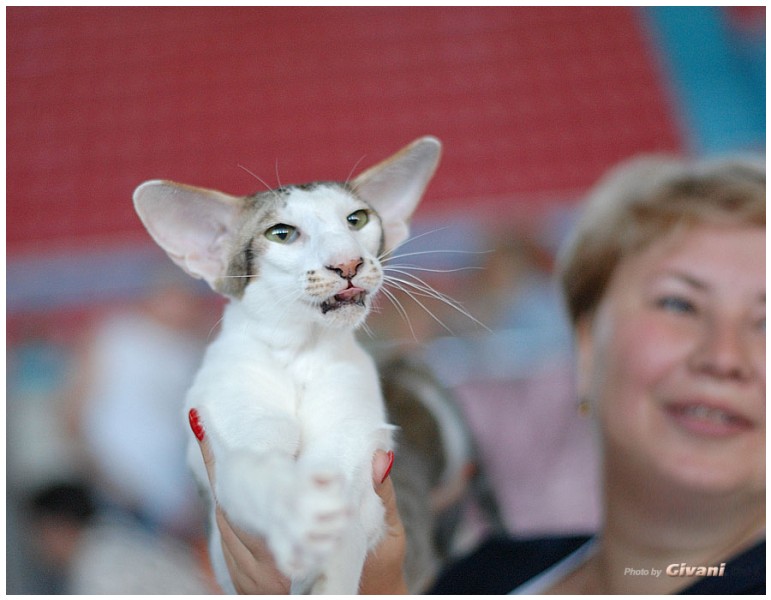 Cats Shows Photo • Выставки кошек - July, 2012 • FIFe cat show • Одесса - 17