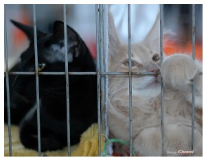 Cats Shows Photo • Выставки кошек - July, 2012 • FIFe cat show • Одесса - 13