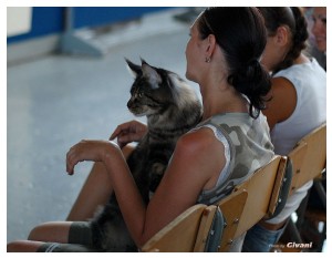 Cats Shows Photo • Выставки кошек - July, 2012 • FIFe cat show • Одесса - 12