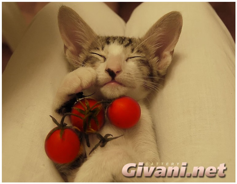Oriental Cats • Ориентальные кошки - Oriental Kittens • Ориентальные котята - 073