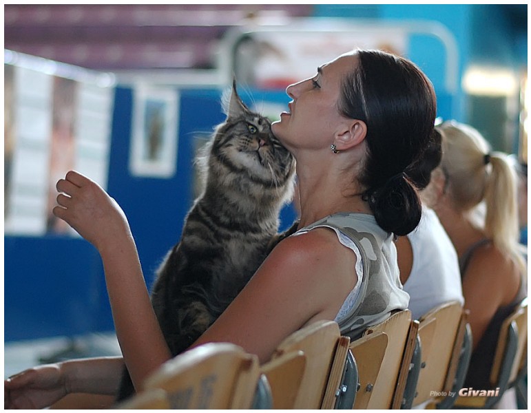 Cats Shows Photo • Выставки кошек - July, 2012 • FIFe cat show • Одесса - 18