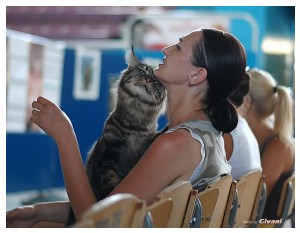 Cats Shows Photo • Выставки кошек - July, 2012 • FIFe cat show • Одесса - 18