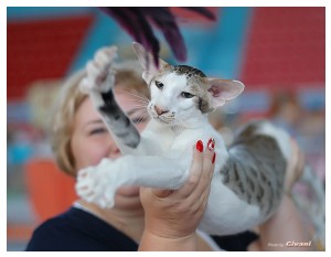 Cats Shows Photo • Выставки кошек - July, 2012 • FIFe cat show • Одесса - 11