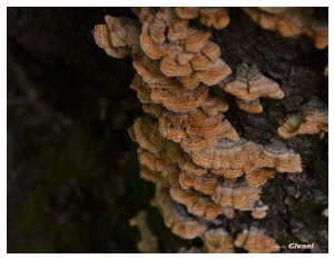 Givani.net - Mushrooms • Грибы - Mushroom-15