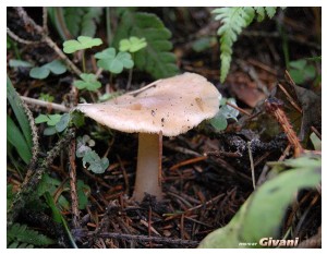 Givani.net - Mushrooms • Грибы - Mushroom • Грибочек
