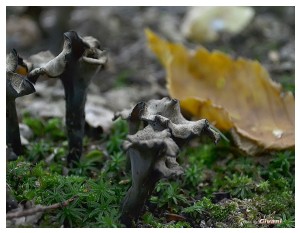Givani.net - Mushrooms • Грибы - Mushroom-17