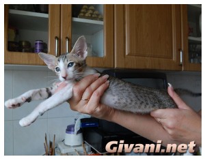 Oriental Cats • Ориентальные кошки - Oriental Kittens • Ориентальные котята - 092