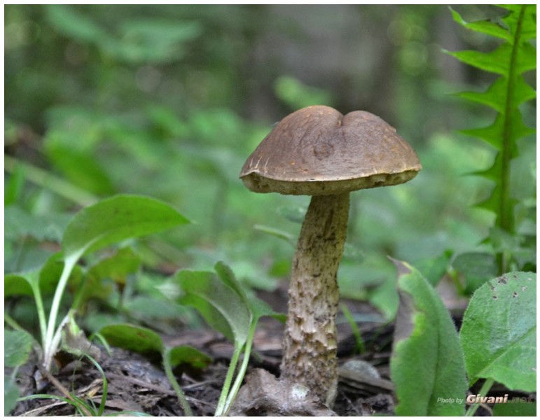 Givani.net - Mushrooms • Грибы - White Mushrom • Белый гриб 2