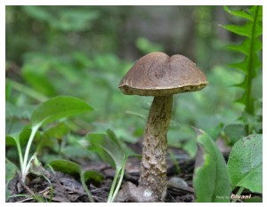Givani.net - Mushrooms • Грибы - White Mushrom • Белый гриб 2