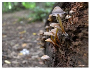 Givani.net - Mushrooms • Грибы - Mushroom-21
