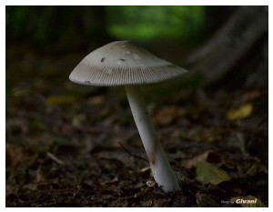 Givani.net - Mushrooms • Грибы - Mushroom-11