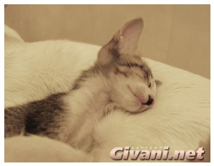 Oriental Cats • Ориентальные кошки - Oriental Kittens • Ориентальные котята - 091