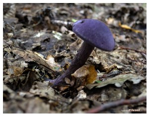 Givani.net - Mushrooms • Грибы - Pink Mushroom