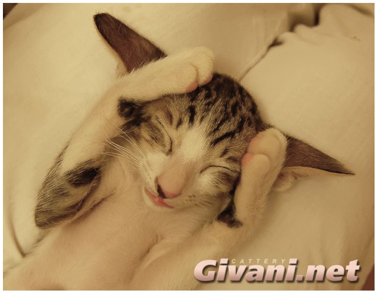 Oriental Cats • Ориентальные кошки - Oriental Kittens • Ориентальные котята - 068