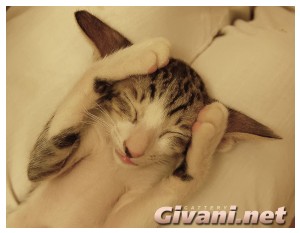 Oriental Cats • Ориентальные кошки - Oriental Kittens • Ориентальные котята - 068
