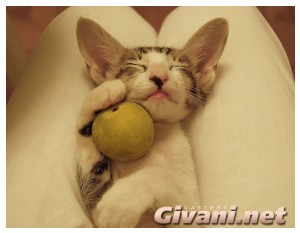 Oriental Cats • Ориентальные кошки - Oriental Kittens • Ориентальные котята - 072